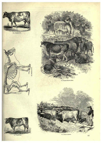 Reproducción/Reproduction 6093023250: The pictorial museum of animated nature. v.1. London :C. Cox,[1844?] 