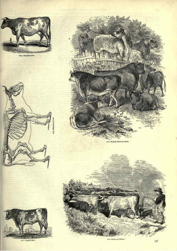 Reproducción/Reproduction 6093023250: The pictorial museum of animated nature. v.1. London :C. Cox,[1844?] 