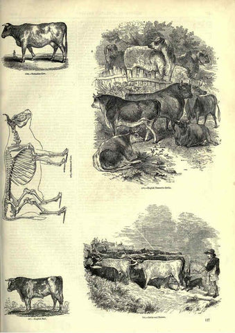 Reproducción/Reproduction 6093023250: The pictorial museum of animated nature. v.1. London :C. Cox,[1844?] 