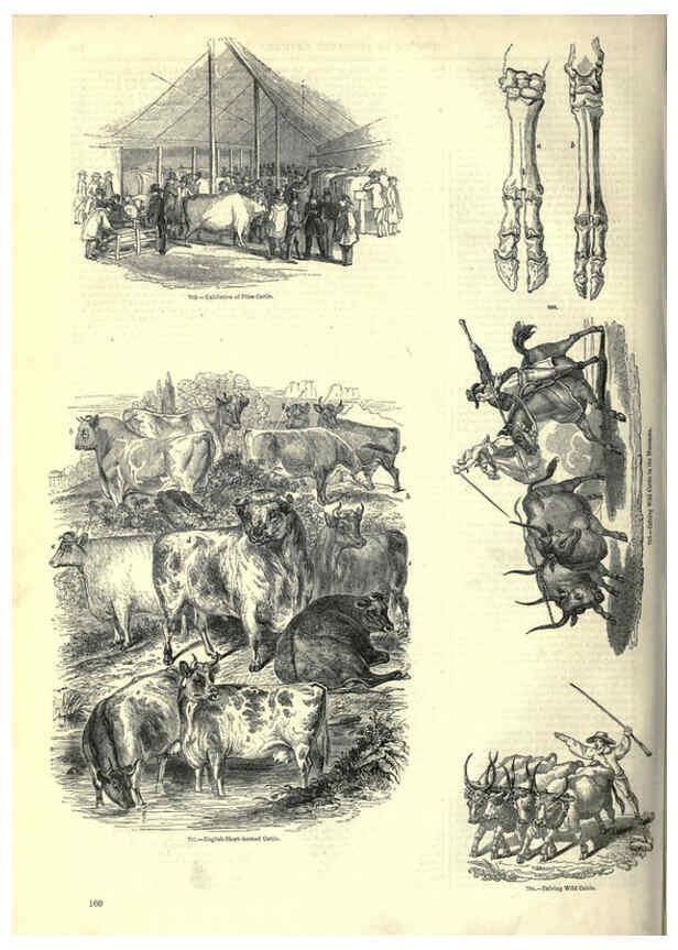 Reproducción/Reproduction 6093023556: The pictorial museum of animated nature. v.1. London :C. Cox,[1844?] 