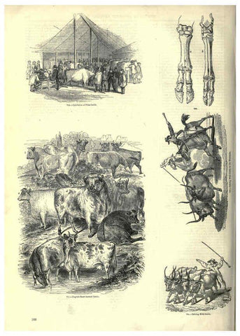 Reproducción/Reproduction 6093023556: The pictorial museum of animated nature. v.1. London :C. Cox,[1844?] 