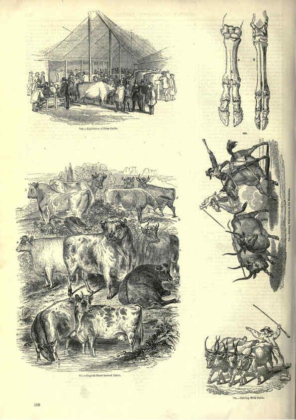 Reproducción/Reproduction 6093023556: The pictorial museum of animated nature. v.1. London :C. Cox,[1844?] 
