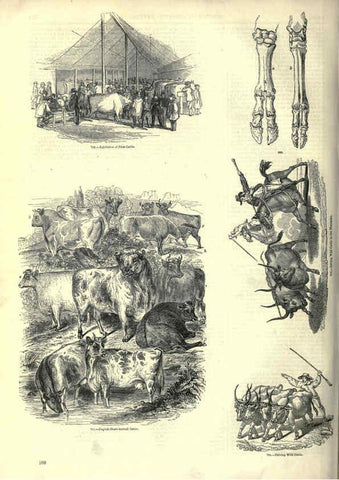 Reproducción/Reproduction 6093023556: The pictorial museum of animated nature. v.1. London :C. Cox,[1844?] 