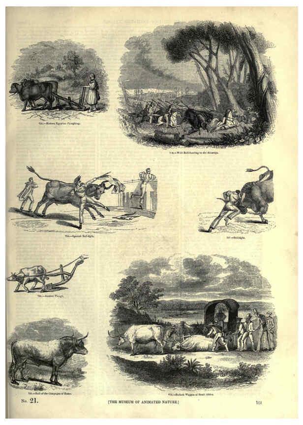 Reproducción/Reproduction 6093023806: The pictorial museum of animated nature. v.1. London :C. Cox,[1844?] 