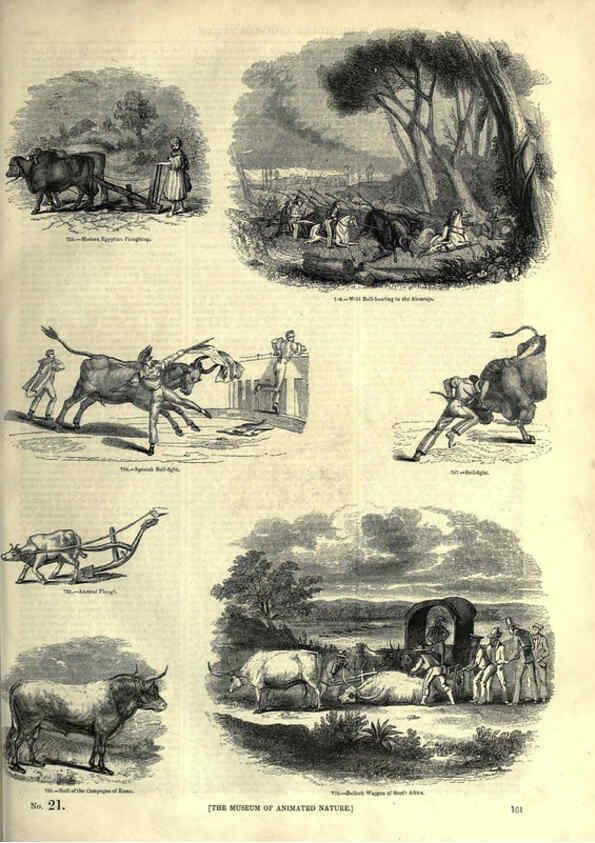 Reproducción/Reproduction 6093023806: The pictorial museum of animated nature. v.1. London :C. Cox,[1844?] 