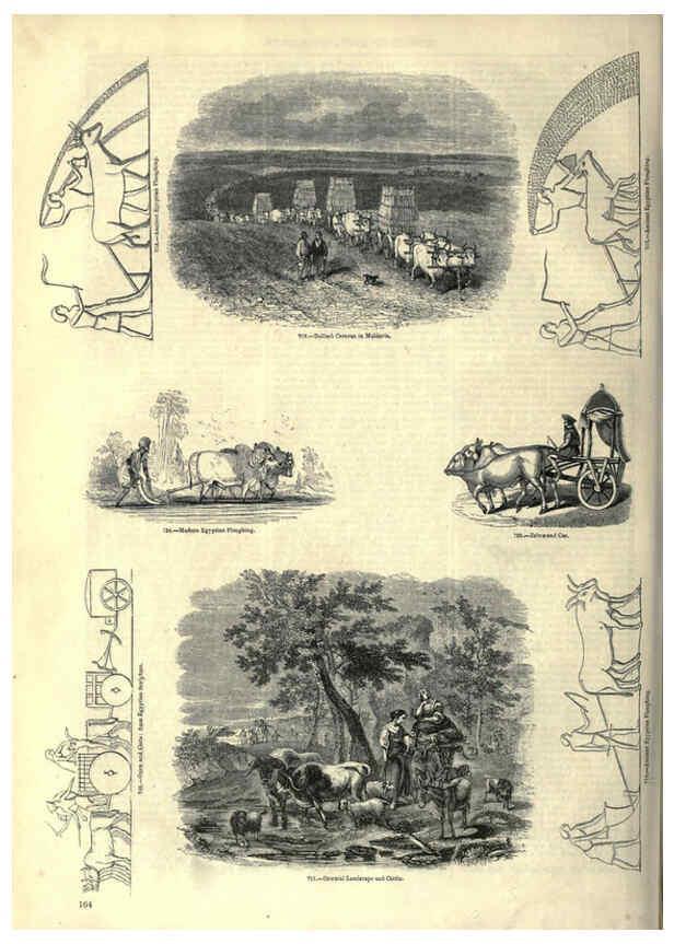 Reproducción/Reproduction 6092484105: The pictorial museum of animated nature. v.1. London :C. Cox,[1844?] 