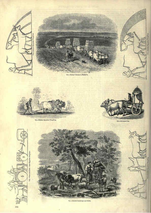 Reproducción/Reproduction 6092484105: The pictorial museum of animated nature. v.1. London :C. Cox,[1844?] 