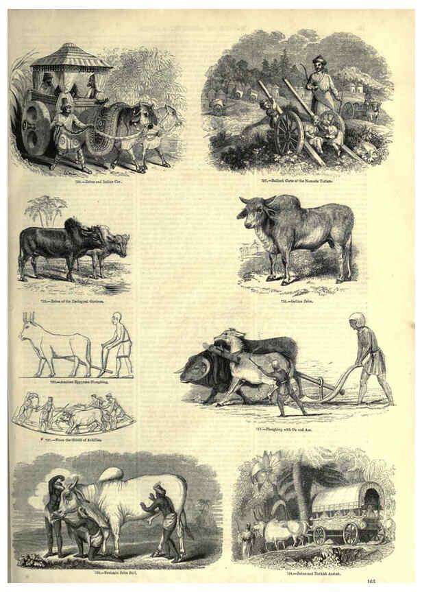 Reproducción/Reproduction 6093024408: The pictorial museum of animated nature. v.1. London :C. Cox,[1844?] 