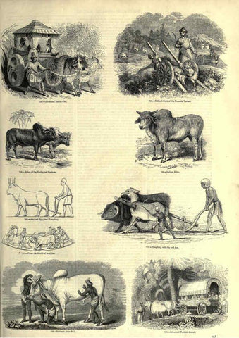 Reproducción/Reproduction 6093024408: The pictorial museum of animated nature. v.1. London :C. Cox,[1844?] 