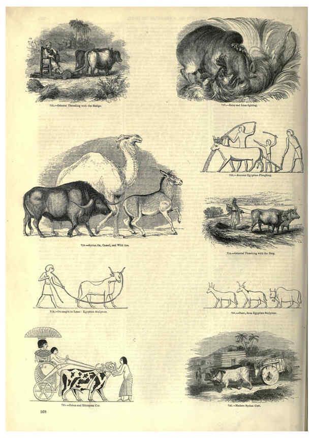 Reproducción/Reproduction 6092484749: The pictorial museum of animated nature. v.1. London :C. Cox,[1844?] 