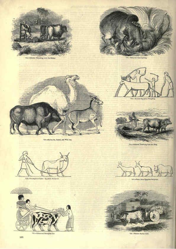 Reproducción/Reproduction 6092484749: The pictorial museum of animated nature. v.1. London :C. Cox,[1844?] 
