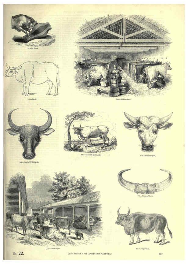Reproducción/Reproduction 6093025264: The pictorial museum of animated nature. v.1. London :C. Cox,[1844?] 