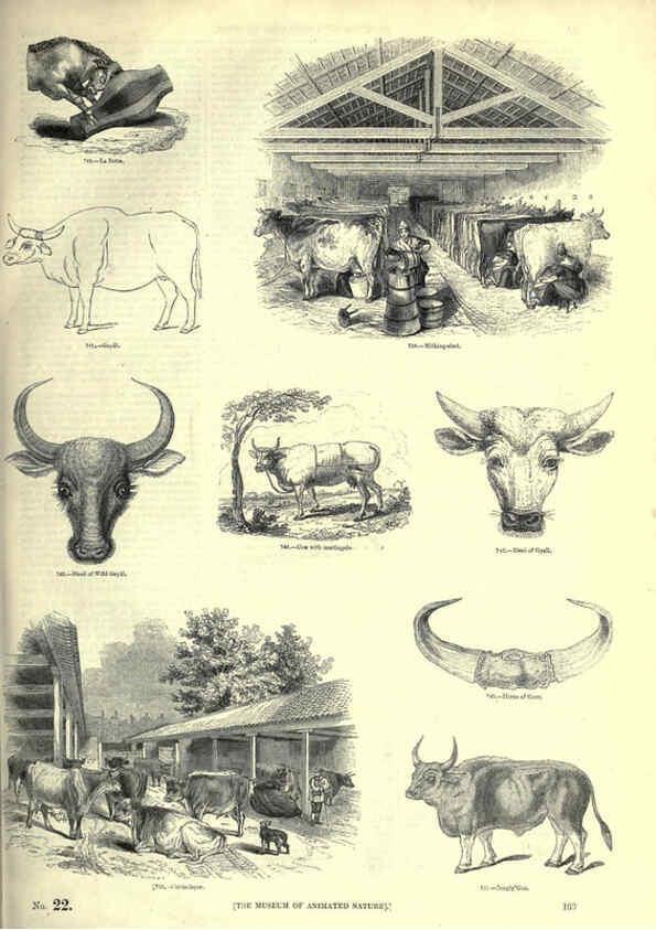 Reproducción/Reproduction 6093025264: The pictorial museum of animated nature. v.1. London :C. Cox,[1844?] 
