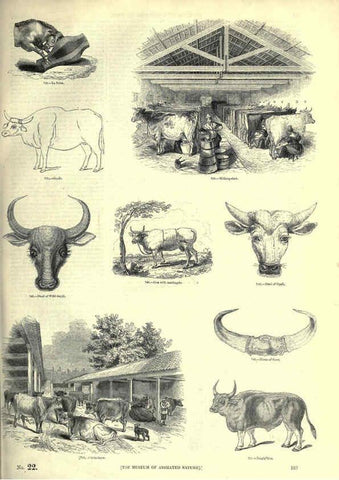 Reproducción/Reproduction 6093025264: The pictorial museum of animated nature. v.1. London :C. Cox,[1844?] 