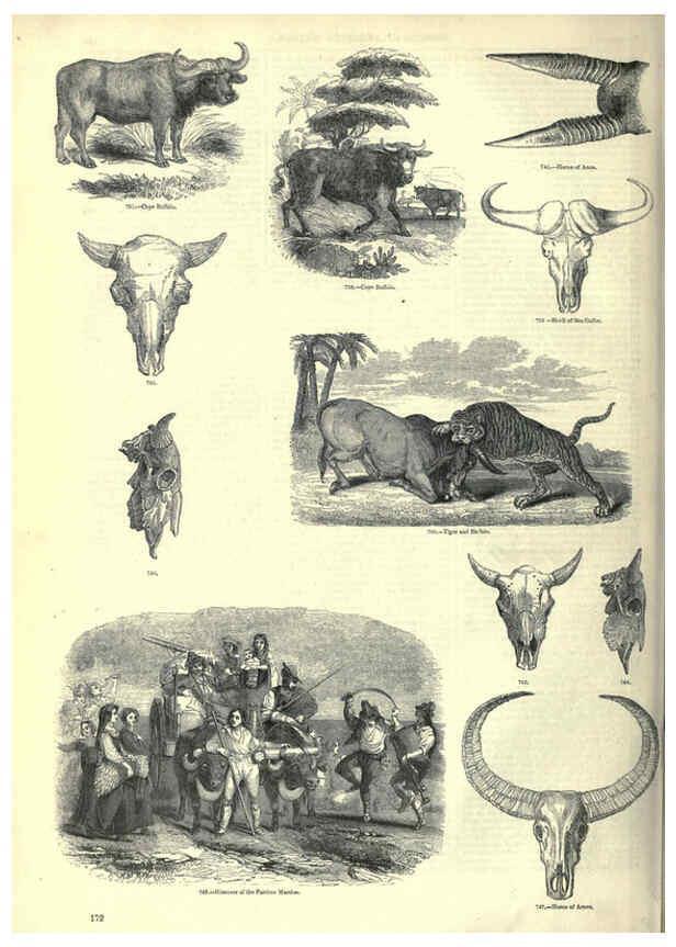 Reproducción/Reproduction 6093025620: The pictorial museum of animated nature. v.1. London :C. Cox,[1844?] 