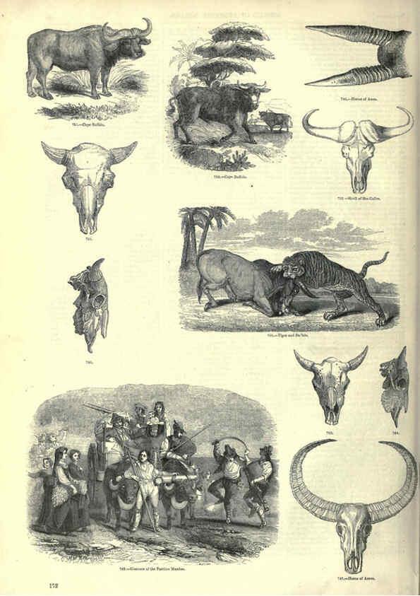 Reproducción/Reproduction 6093025620: The pictorial museum of animated nature. v.1. London :C. Cox,[1844?] 