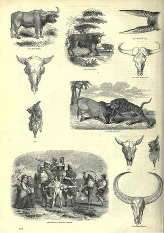 Reproducción/Reproduction 6093025620: The pictorial museum of animated nature. v.1. London :C. Cox,[1844?] 