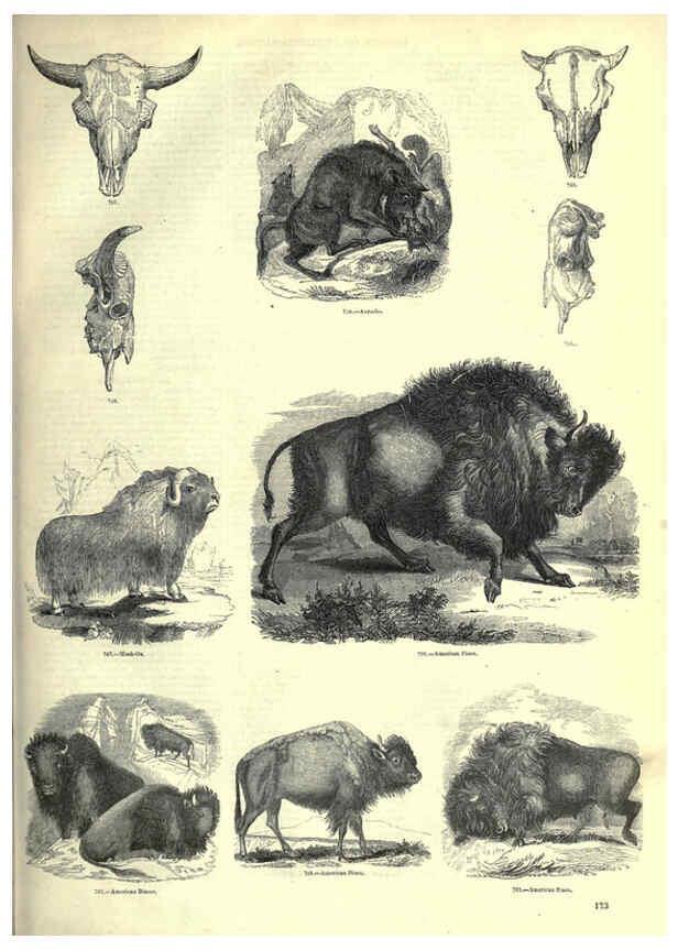 Reproducción/Reproduction 6093025818: The pictorial museum of animated nature. v.1. London :C. Cox,[1844?] 