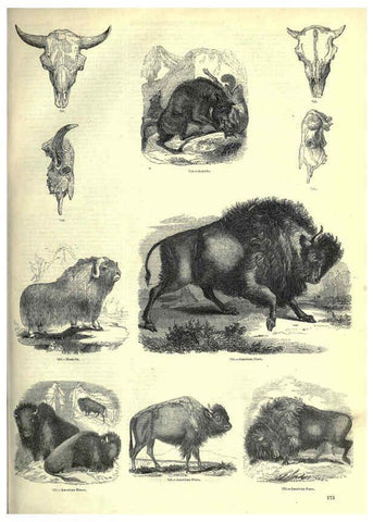 Reproducción/Reproduction 6093025818: The pictorial museum of animated nature. v.1. London :C. Cox,[1844?] 