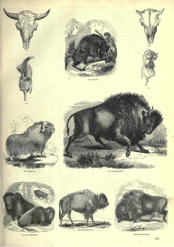 Reproducción/Reproduction 6093025818: The pictorial museum of animated nature. v.1. London :C. Cox,[1844?] 