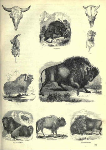 Reproducción/Reproduction 6093025818: The pictorial museum of animated nature. v.1. London :C. Cox,[1844?] 