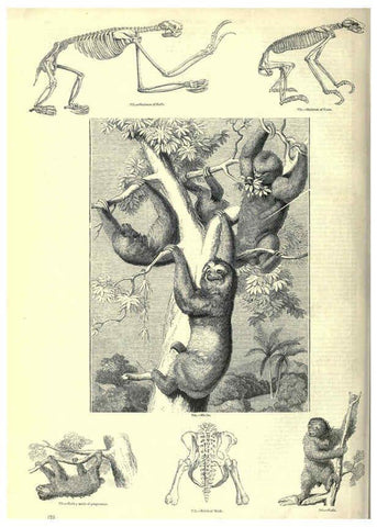 Reproducción/Reproduction 6093026272: The pictorial museum of animated nature. v.1. London :C. Cox,[1844?] 