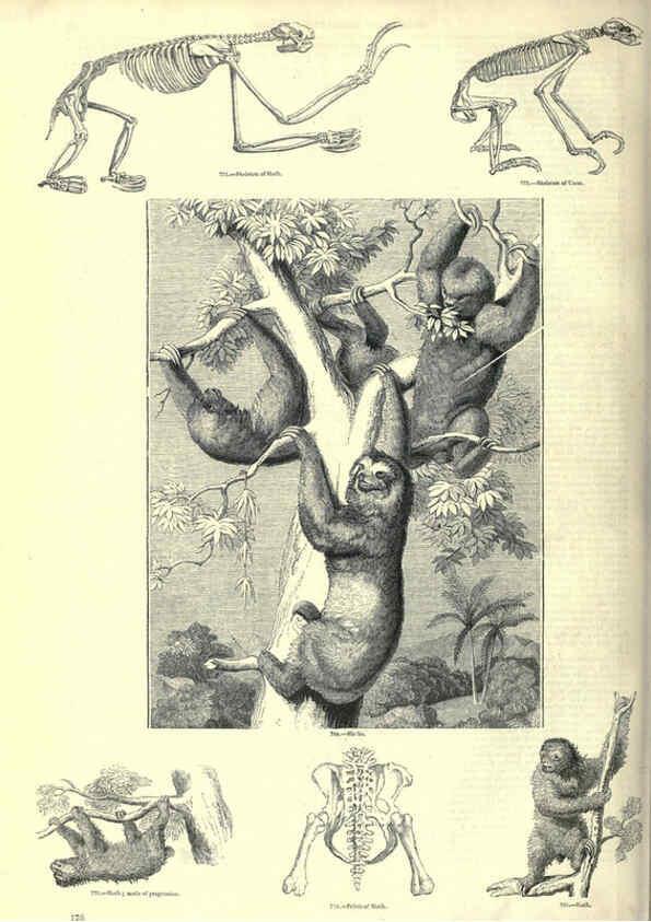 Reproducción/Reproduction 6093026272: The pictorial museum of animated nature. v.1. London :C. Cox,[1844?] 