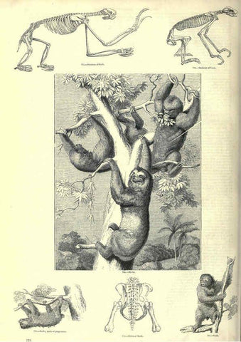 Reproducción/Reproduction 6093026272: The pictorial museum of animated nature. v.1. London :C. Cox,[1844?] 
