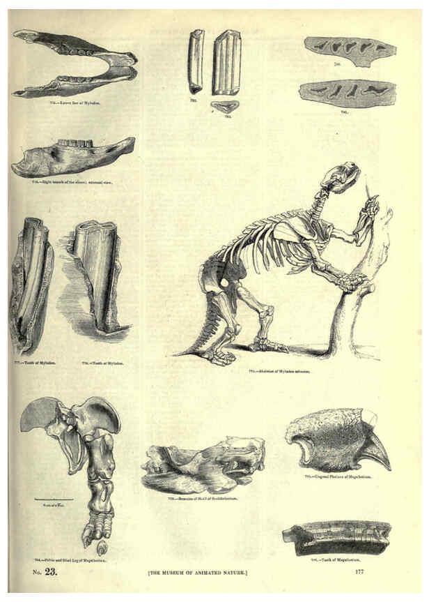 Reproducción/Reproduction 6093026490: The pictorial museum of animated nature. v.1. London :C. Cox,[1844?] 