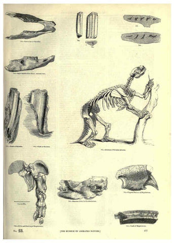 Reproducción/Reproduction 6093026490: The pictorial museum of animated nature. v.1. London :C. Cox,[1844?] 