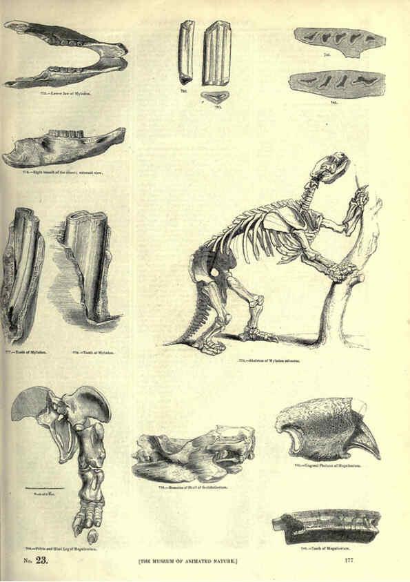 Reproducción/Reproduction 6093026490: The pictorial museum of animated nature. v.1. London :C. Cox,[1844?] 
