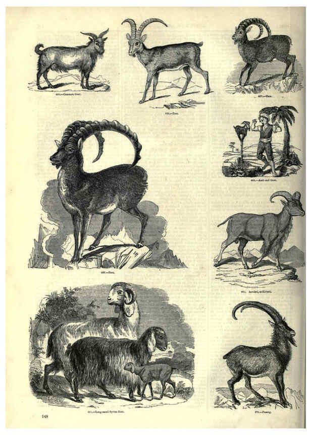 Reproducción/Reproduction 6093021596: The pictorial museum of animated nature. v.1. London :C. Cox,[1844?] 
