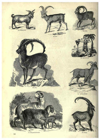 Reproducción/Reproduction 6093021596: The pictorial museum of animated nature. v.1. London :C. Cox,[1844?] 