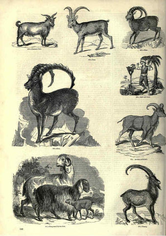 Reproducción/Reproduction 6093021596: The pictorial museum of animated nature. v.1. London :C. Cox,[1844?] 