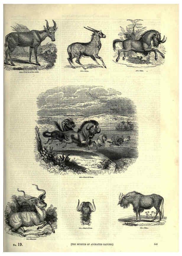 Reproducción/Reproduction 6092481297: The pictorial museum of animated nature. v.1. London :C. Cox,[1844?] 