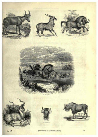 Reproducción/Reproduction 6092481297: The pictorial museum of animated nature. v.1. London :C. Cox,[1844?] 