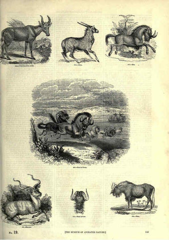 Reproducción/Reproduction 6092481297: The pictorial museum of animated nature. v.1. London :C. Cox,[1844?] 