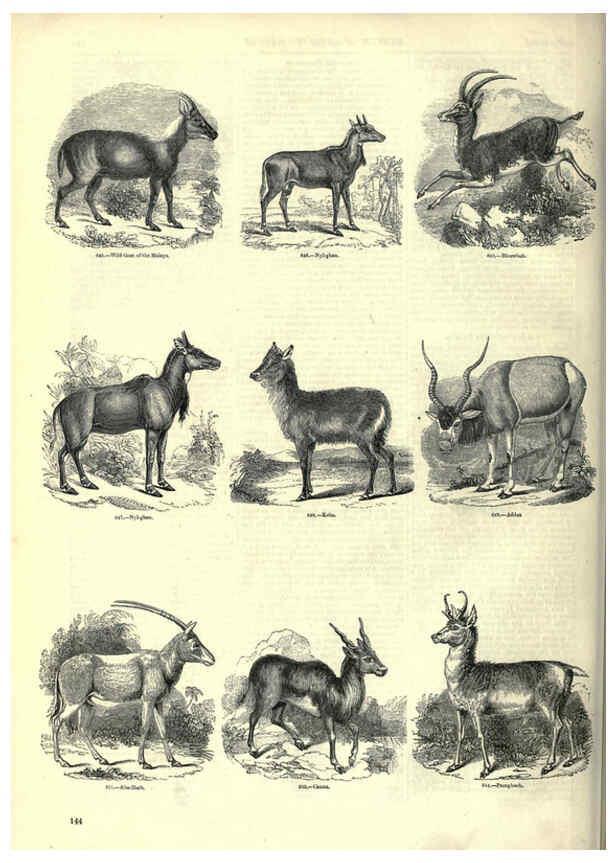 Reproducción/Reproduction 6093021026: The pictorial museum of animated nature. v.1. London :C. Cox,[1844?] 
