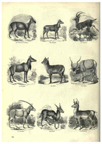 Reproducción/Reproduction 6093021026: The pictorial museum of animated nature. v.1. London :C. Cox,[1844?] 