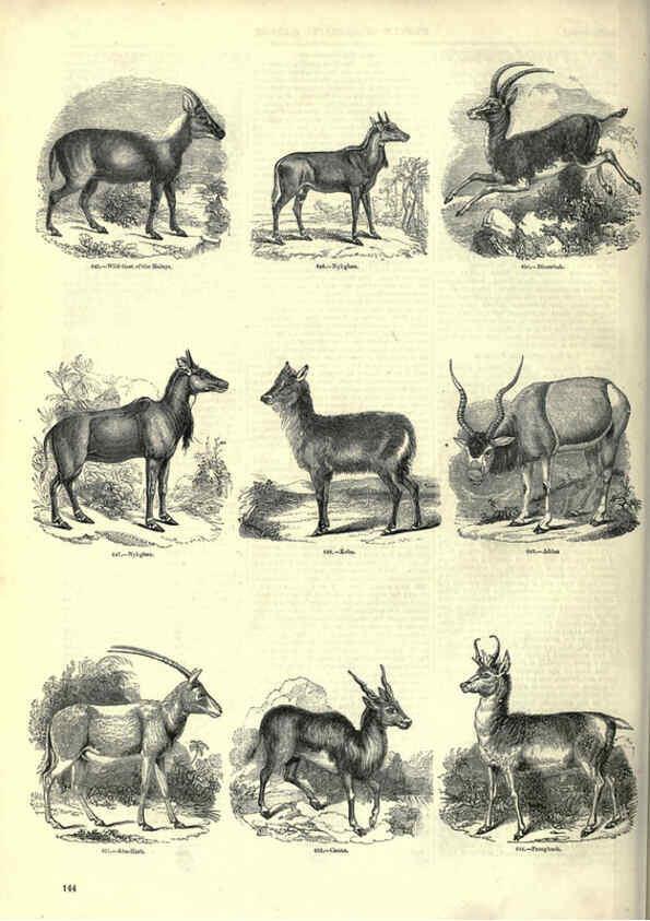 Reproducción/Reproduction 6093021026: The pictorial museum of animated nature. v.1. London :C. Cox,[1844?] 