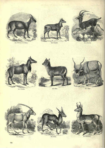 Reproducción/Reproduction 6093021026: The pictorial museum of animated nature. v.1. London :C. Cox,[1844?] 