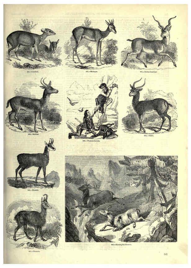 Reproducción/Reproduction 6092480765: The pictorial museum of animated nature. v.1. London :C. Cox,[1844?] 
