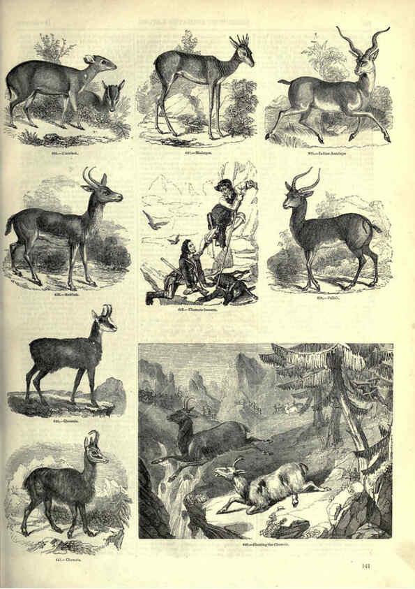 Reproducción/Reproduction 6092480765: The pictorial museum of animated nature. v.1. London :C. Cox,[1844?] 