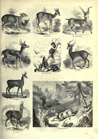 Reproducción/Reproduction 6092480765: The pictorial museum of animated nature. v.1. London :C. Cox,[1844?] 
