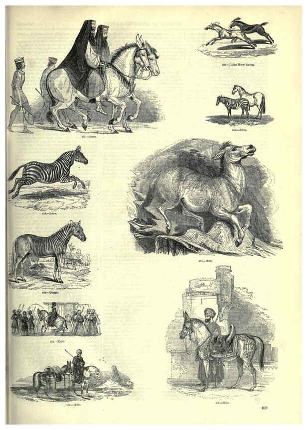 Reproducción/Reproduction 6092476731: The pictorial museum of animated nature. v.1. London :C. Cox,[1844?] 