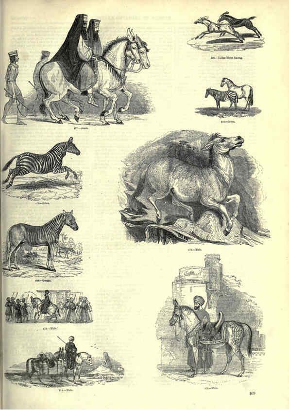 Reproducción/Reproduction 6092476731: The pictorial museum of animated nature. v.1. London :C. Cox,[1844?] 