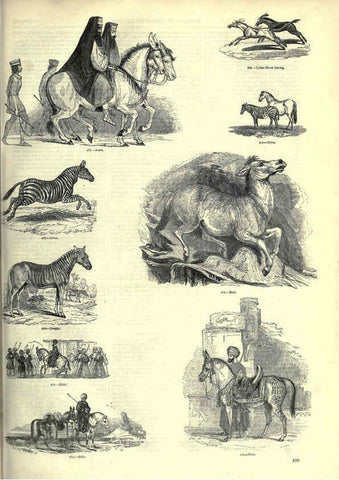 Reproducción/Reproduction 6092476731: The pictorial museum of animated nature. v.1. London :C. Cox,[1844?] 