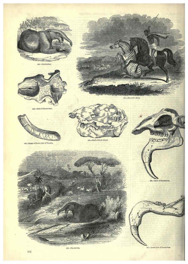 Reproducción/Reproduction 6092476923: The pictorial museum of animated nature. v.1. London :C. Cox,[1844?] 
