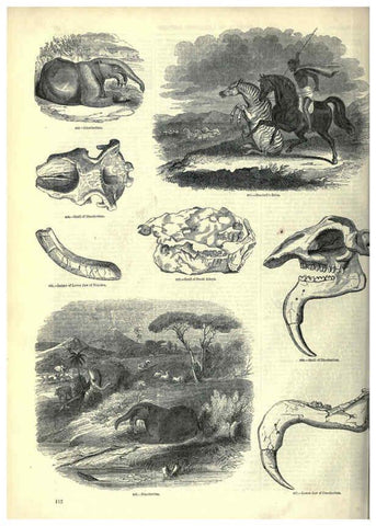 Reproducción/Reproduction 6092476923: The pictorial museum of animated nature. v.1. London :C. Cox,[1844?] 