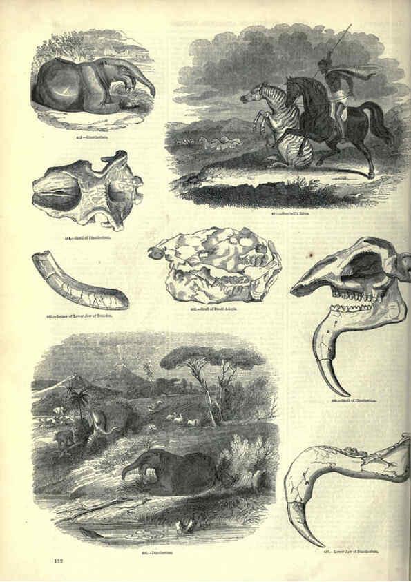 Reproducción/Reproduction 6092476923: The pictorial museum of animated nature. v.1. London :C. Cox,[1844?] 